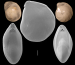 Lenticulina serpens