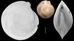 Lenticulina suborbicularis