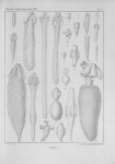 <B>Van Beneden, P.-J.</B> (1850). Recherches sur la faune littorale de Belgique: les Vers Cestoïdes Mém. Acad. R. Sci. Lett. B.-Arts Belg., Collect. 4 XXV: 1-199, plates I-XXIV