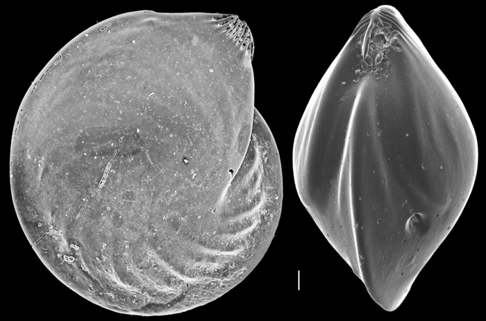 Lenticulina vortex Lenticulina vortex