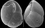 Lernella inflata