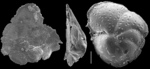 Lobatula mayori
