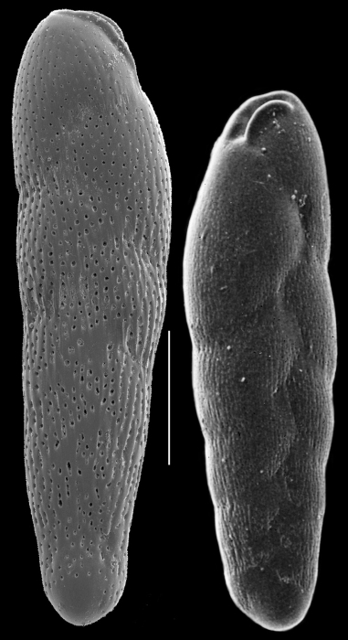 Loxostomina costatapertusa Loxostomina costatapertusa