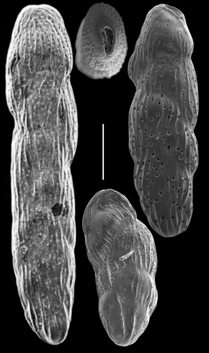 Loxostomina costulata Loxostomina costulata