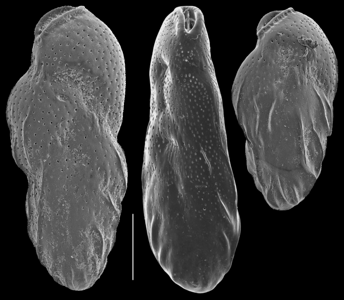 Loxostomina limbata Loxostomina limbata