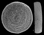 Marginopora vertebralis