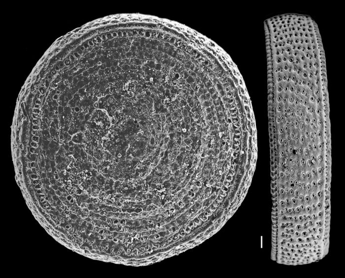 Marginopora vertebralis