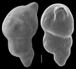 Marginulina obesa