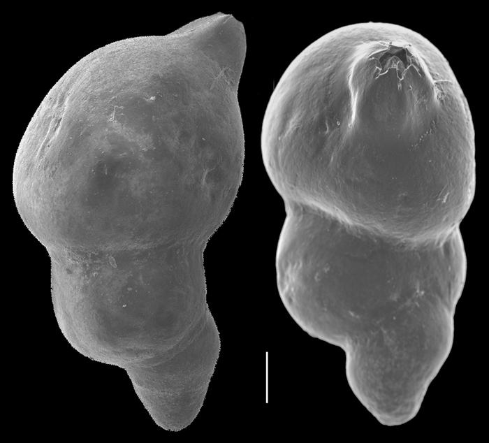 Marginulina obesa