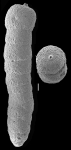 Martinotiella bradyana
