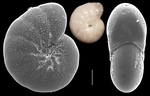 Melonis affinis
