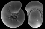 Melonis pompiloides