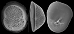 Milesina grossepunctata