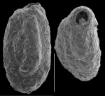 Miliammina fusca