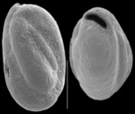 Miliammina obliqua