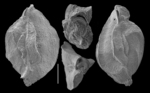 Miliolinella oceanica