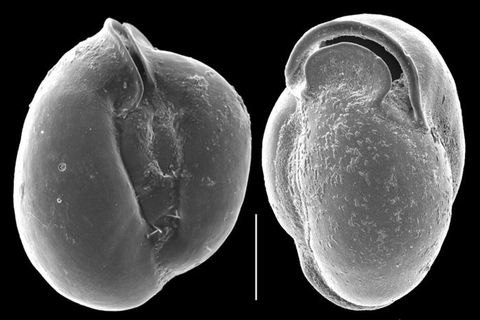 Miliolinella pilasensis Miliolinella pilasensis