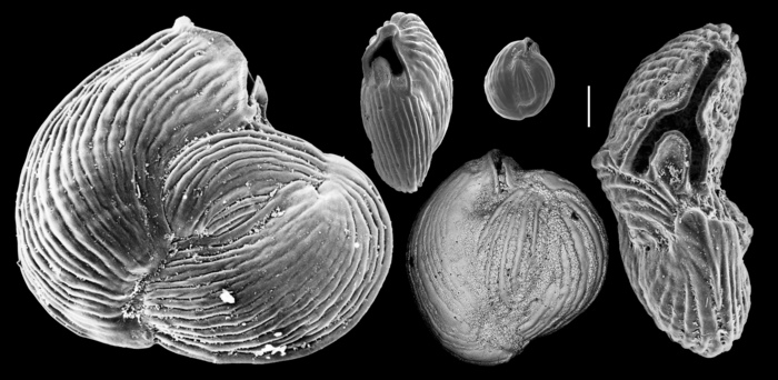 Miliolinella webbiana Miliolinella webbiana