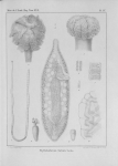 <B>Van Beneden, P.-J.</B> (1850). Recherches sur la faune littorale de Belgique: les Vers Cestoïdes Mém. Acad. R. Sci. Lett. B.-Arts Belg., Collect. 4 XXV: 1-199, plates I-XXIV