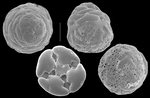 Millettiana milletti