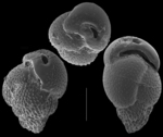 Mimosina affinis
