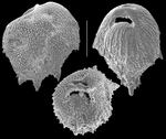 Mimosina echinata