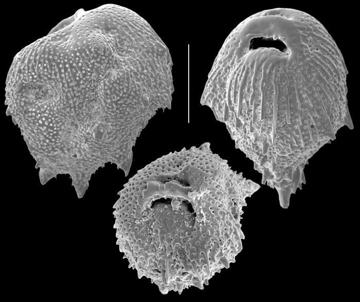 Mimosina echinata Mimosina echinata