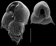 Mimosina histrix, author: Le Coze, François