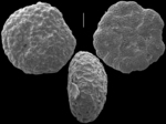 Miniacina sublarvata