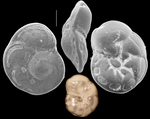 Mississippina omuraensis