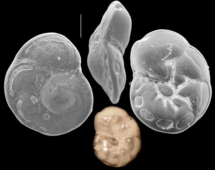 Mississippina omuraensis