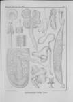 Van Beneden, P.-J. (1850). Recherches sur la faune littorale de Belgique: les Vers Cestoïdes Mém. Acad. R. Sci. Lett. B.-Arts Belg., Collect. 4 XXV: 1-199, plates I-XXIV