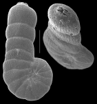 Monalysidium confusa