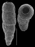 Monotalea salsa