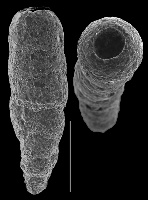 Monotalea salsa