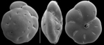 Monspeliensina vulpesi