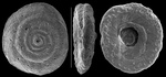Mychostomina lucida