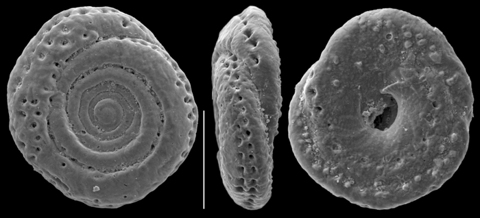 Mychostomina peripora Mychostomina peripora