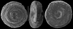 Mychostomina revertens