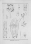 Van Beneden, P.-J. (1850). Recherches sur la faune littorale de Belgique: les Vers Cestoïdes Mém. Acad. R. Sci. Lett. B.-Arts Belg., Collect. 4 XXV: 1-199, plates I-XXIV