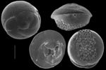 Neoconorbina clara