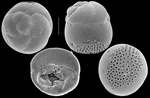 Neoconorbina concinna