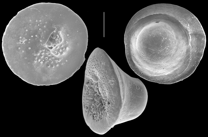 Neoconorbina tuberocapitata Neoconorbina tuberocapitata