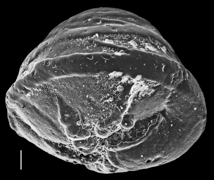Neoeponides bradyi
