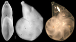 Neolenticulina occidentalis