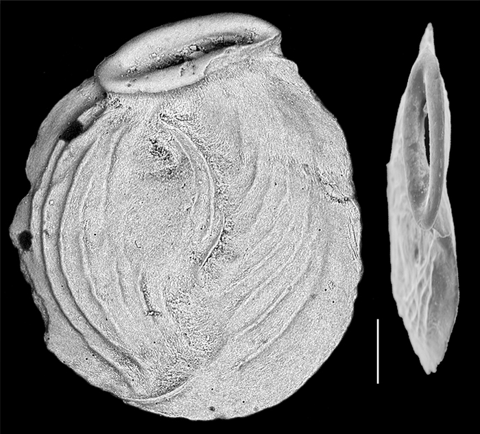 Nodobaculariella convexiuscula Nodobaculariella convexiuscula
