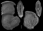 Nodobaculariella japonica