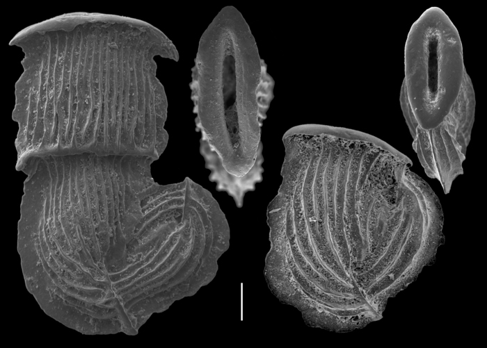 Nodobaculariella japonica