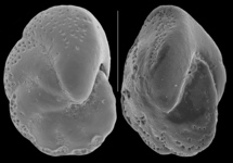 Nonion pauperatum, author: Le Coze, François