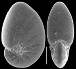 Nonion subturgidum